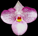 Paph. Magic Lantern